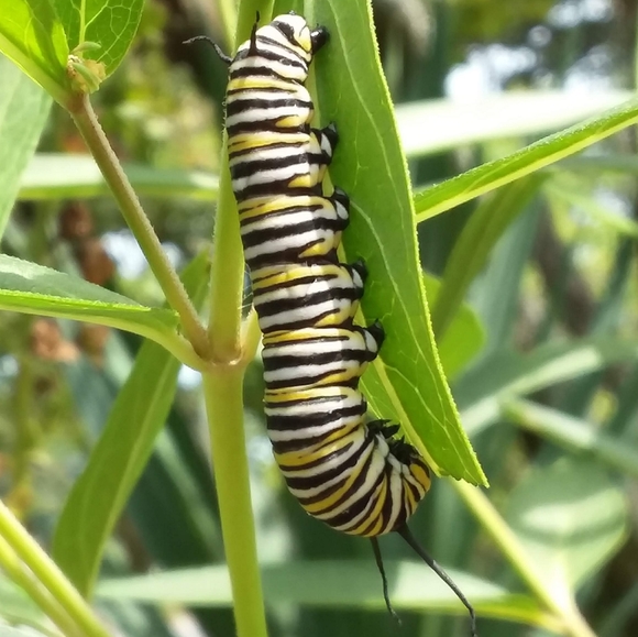🦋Native Organic Pesticide Free Hand Harvested Swamp Milkweed Seeds Pack of 50🦋 - Picture 6 of 6